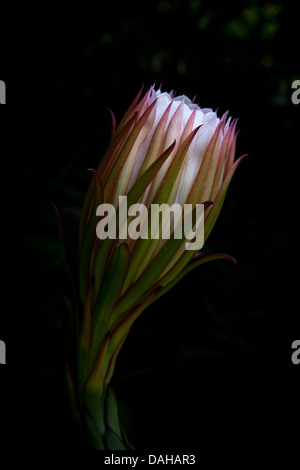 Weiß fleshed pitahaya Hylocereus undatus,, in einem Garten in Penonome, Provinz Cocle, Republik Panama. Stockfoto