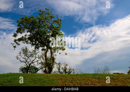 Einsamer Baum mit blauem Himmelshintergrund Stockfoto