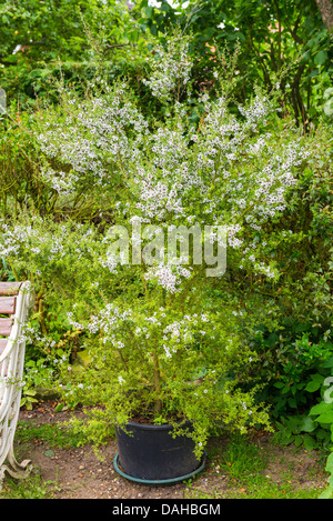 Manuka, Leptospermum Scoparium, Topf gewachsen Exemplar in einem UK-Garten. Stockfoto