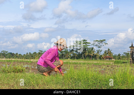 Balinesische Frau auf den Feldern arbeiten. in der Nähe von Ubud. Bali, Indonesien Stockfoto