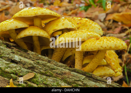 Eine Gruppe schuppige Pholiota Pilze (Pholiota Squarrosoides) wächst auf einen umgestürzten Baumstamm, Charleston Lake Provincial Park, Ontario Stockfoto