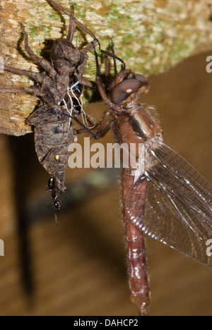 Frisch geschlüpfte Libelle greifen auf Holzbrücke Unterstützung entlang Seite Larven Exoskelett, Frontenac Provincial Park, Ontario Stockfoto