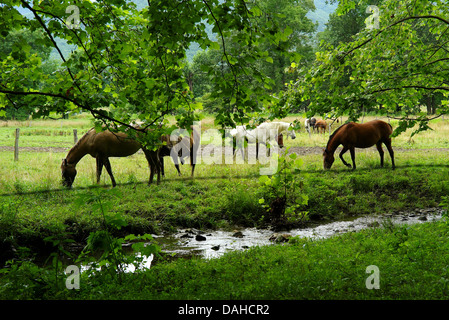 Pferde fressen Bach in Tennessee USA Cades Cove Great Smoky Mountains National Park Ruhe und Schönheit Stockfoto