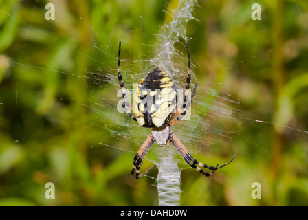 Schwarz und gelb Wespenspinne Spinne sitzt auf seiner Web, wenig Cataraqui Conservation Area, Ontario Stockfoto