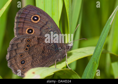 Common Wood nymph Schmetterling (Cercyonis pegala) auf einer breiten Gras Blade gehockt, Sümpfe Conservation Area, Ontario, Kanada Stockfoto