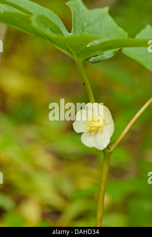 Vertikale Porträt von einem Mai Apfelblüte (Podophyllum Peltatum) wächst in einem sumpfigen Waldgebiet, Papageien Bay Conservation Area Stockfoto