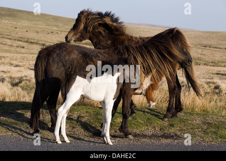 Dartmoor Hill Ponys und Fohlen Dartmoor Nationalpark Devon England Stockfoto