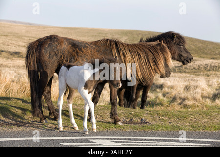 Dartmoor Hill Ponys und Fohlen Dartmoor Nationalpark Devon England Stockfoto