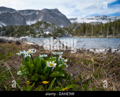 Blühende weiße Marsh Marigold am Ufer des Mirror Lake, in den verschneiten Gebirge, Wyoming, USA. Stockfoto