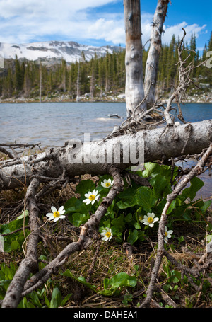 Blühende weiße Marsh Marigold am Ufer des Mirror Lake, unter einem umgestürzten Baum im verschneiten Gebirge, Wyoming, USA. Stockfoto