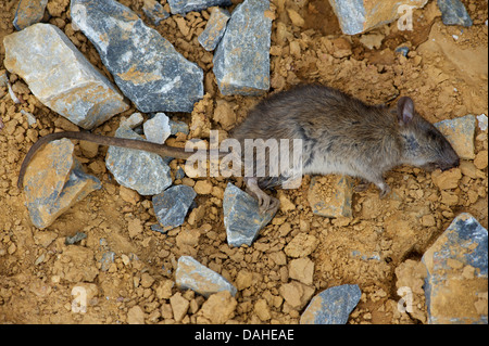 Tote Ratte auf dem Weg. Rattus Norvegicus. Stockfoto