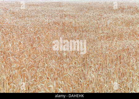 Weizen-Ernte auf dem Feld Stockfoto