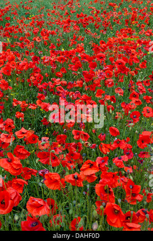 ein Feld von roten Mohnblumen auf den South Downs, sussex Stockfoto