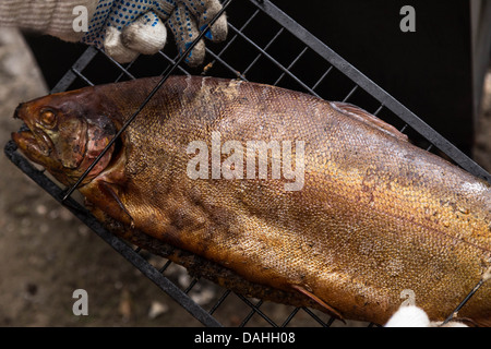 hausgemachte golden geräucherten Lachs auf Gitter in schwarz camp Rauchen Schuppen Stockfoto