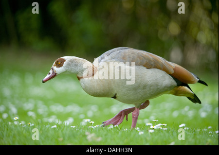 ägyptische Gans, Alopochen aegyptiacus Stockfoto