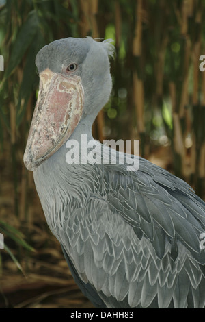 Schuhschnabel, Balaeniceps Rex Stockfoto