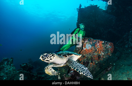 Echte Karettschildkröte (Eretmochelys Imbricata) und blonde weibliche Taucher, Liberty Wrack, Tulamben, Bali, Indonesien Stockfoto