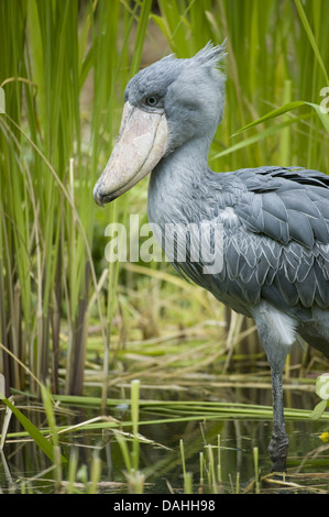 Schuhschnabel, Balaeniceps Rex Stockfoto