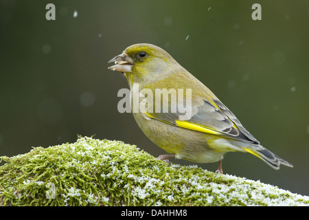 Eurasische Grünfink, Zuchtjahr chloris Stockfoto