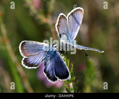 Paar von männlichen europäischen Silber verziert blaue Schmetterlinge (Plebejus Argus) Stockfoto