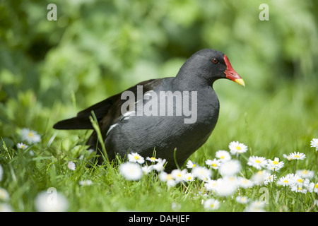 Teichhühner, Gallinula chloropus Stockfoto