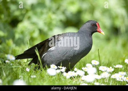 Teichhühner, Gallinula chloropus Stockfoto