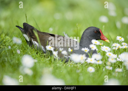 Teichhühner, Gallinula chloropus Stockfoto