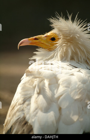 Schmutzgeier, Neophron percnopterus Stockfoto