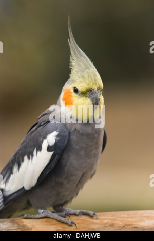 Nymphensittich Nymphicus hollandicus Stockfoto