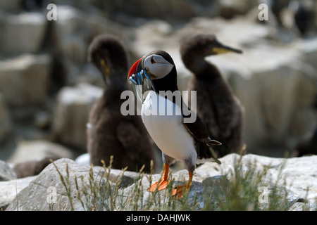 Papageitaucher mit Sandaalen im Schnabel Stockfoto