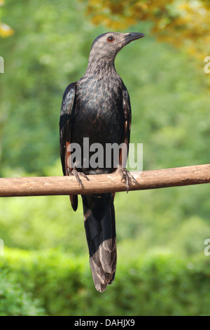 Red-winged Starling, Onychognathus morio Stockfoto