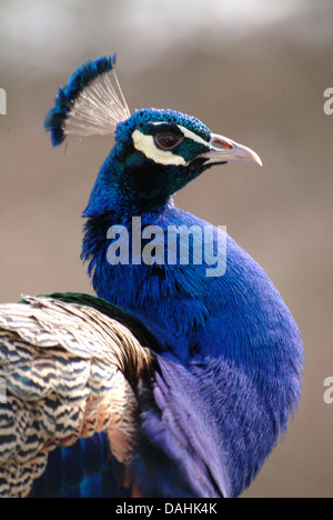 indischen Pfauen, Pavo cristatus Stockfoto