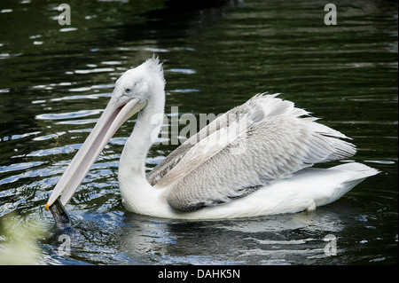 dalmatinische Pelikan, Pelecanus crispus Stockfoto