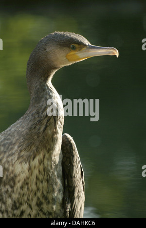 Kormoran, Phalacrocorax carbo Stockfoto