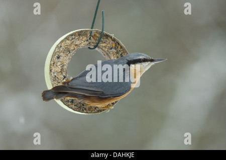 Eurasische Kleiber Sitta europaea Stockfoto