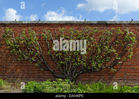 Spalier-Apfelbaum in Blüte Fan Wand ausgebildet Stockfoto