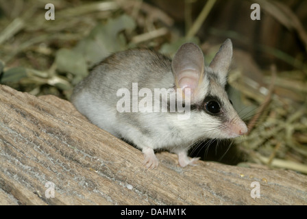 asiatische Gartenschläfer Eliomys Melanurus (Quercinus) Stockfoto