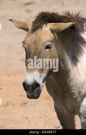 Przewalski Pferd, Equus Ferus przewalskii Stockfoto