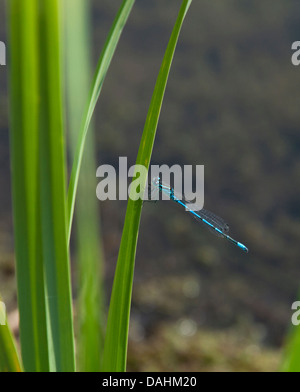 Blaue gemeinsame Damselfly Stockfoto