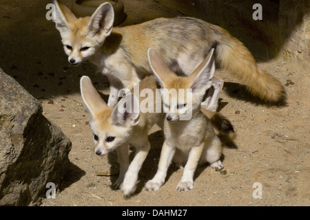 Fennec Fuchs, Fennecus zerda Stockfoto