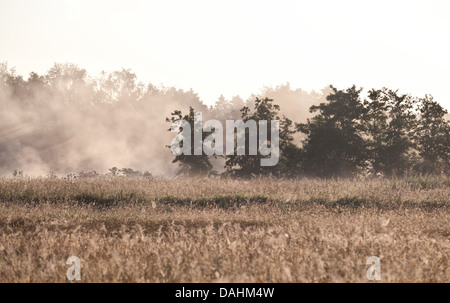 Morgennebel über Sommerwiese Stockfoto