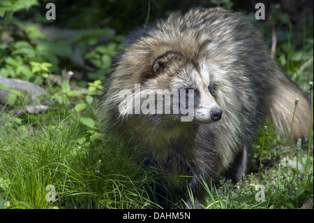 Marderhund Nyctereutes procyonoides Stockfoto