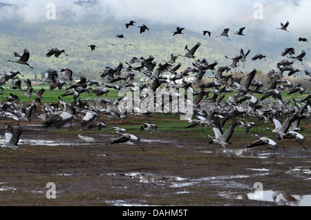 eine große Herde von Kranichen (Grus Grus) Silhouette in der Morgendämmerung. Großkran wandernden Arten, die in nassen Wiesen und Sumpf lebt Stockfoto