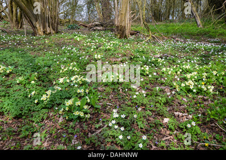 Woodland Blumen wachsen auf ein Naturschutzgebiet in der HEREFORDSHIRE UK Landschaft Stockfoto