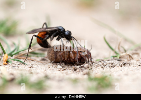 Spinne Jagd Wespe - Priocnemis perturbator Stockfoto