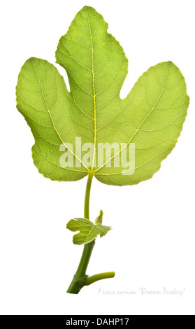 Feigen (Ficus Carica) "Braun Türkei" hinterlässt auf dem weißen Hintergrund Juli England UK Europe Stockfoto