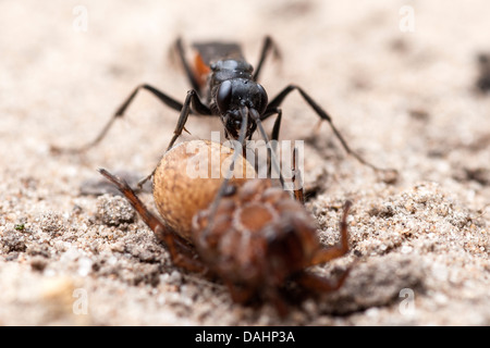 Spinne Jagd Wespe - Priocnemis perturbator Stockfoto