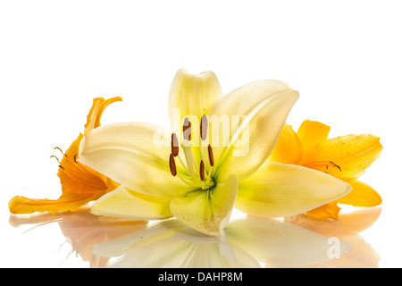 schöne gelbe Lilien auf weißem Hintergrund Stockfoto