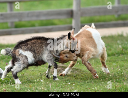 zwei junge Ziegen, die Kämpfe in der Ranch Hof Stockfoto