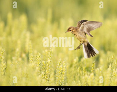 Juvenile gelbe Bachstelze Motacilla Flava Landung im Weizenfeld Stockfoto